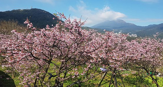 粉紅花海盛開！兩大賞櫻名所提早迎接櫻花季